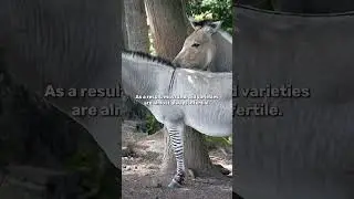 Все ли гибридные животные бесплодны?
