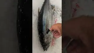 Разница между желтоперым и синим тунцом!