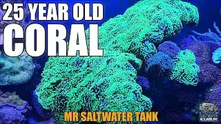 25 YEAR OLD Hammer Coral - Mark Callahan - Mr. Saltwater Tank
