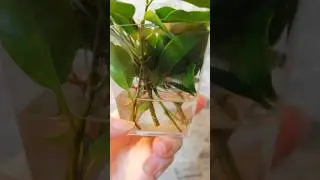 Root stars in 7 days
