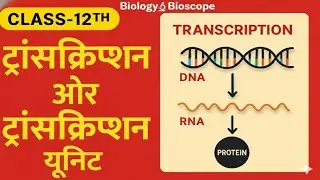 Transcription क्या है? | Transcription Unit | Class 12th Biology | आसान भाषा में समझें