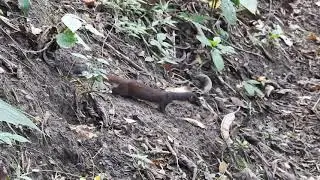 Long tailed Weasel   Mustela frenata Comadreja de Cola Larga, mam&iacute;feros en Colombia