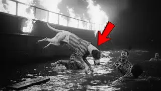 She Swam Into The Burning Oil While Men Swam Away - The POW Dog Who Saved Hundreds