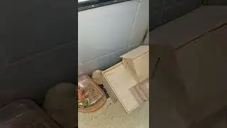 Apa yang Dicari Hamster Ini