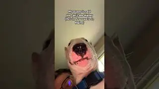 One day she will meet Walter 😢#walter #dog #meme #funny #cute #dogs #sad #depressing