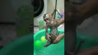 monkey baby pink bathed hot water fail
