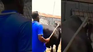 Qurbani Goru | big size Qurbani Guru | Bangladesh cow Mandi | #views #cow #khulna #sorts #viral