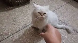Cuddley White Cat Playing | White Cuddley Cat and Brown Cuddley Cat | Cat Videos