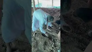 Kamareddy , Bibipet (Vermicompost unit)visit🪱Earthworms growing unit#earthworm #agriculture #manure