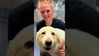 Volunteers help rescue hundreds of cats, dogs amid deadly Texas floods