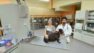 South Seattle Veterinary Hospital | Seattle, WA | Veterinarians