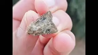 Moth migration