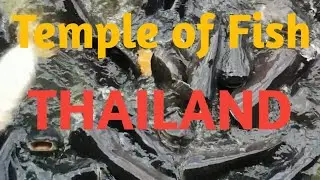 Wat Lanbun | Temple Of Fish | Bangkok