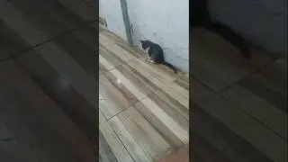 rem hrs,que  voc&ecirc; chora sozinho #familiapet #meupetbr #=reflex&atilde;o #n&atilde;odesanime #pets #modapet