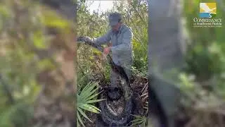 Conservancy of Southwest Florida biologist handles invasive Burmese python