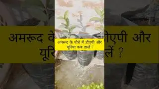 Guava Tree Care || Best Fertilizer Guava Plant || amrud ki dekhbhal #shorts#homegarden #agrosatyam