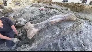 Wow Moments: Giant dinosaur bone unearthed in France
