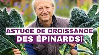 La Meilleure M&eacute;thode pour Planter des &Eacute;pinards et Obtenir de Grandes Feuilles Saines!