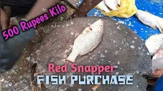 Fish Video | Heera Fish Purchase 500 Kilo | Karachi Fishery Market