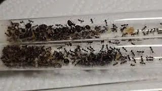 Pheidole ocelatta | 2025 | Antbaron 