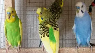 12 Hours of Happy Morning Budgie Sounds: Cheerful Parakeet Chirps to Start Your Day