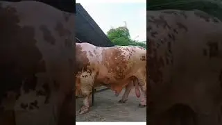 Самый большой Бык Казахстана! Вес 2,600 тонна!
