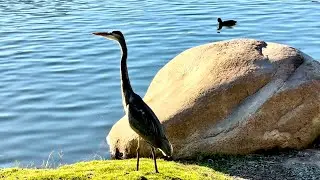 Silent Walk by Santee Lakes | Peaceful Bird Sounds & Reflections on Water