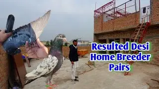 Home breed k kuch desi Resulted joro ka shook 