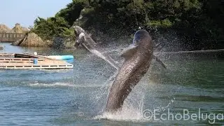Whale Show at Taiji Whale Museum