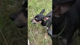 Toy terrier eats dried mango slices