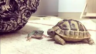 Turtle Gives Frog a Ride on Their Back - 1035855