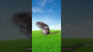 Why Do Rats Scare Elephants? 🤨 #shorts #viral
