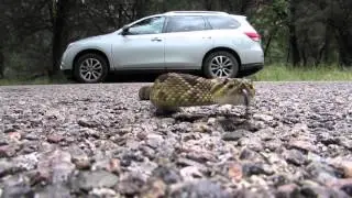 BIG Black-tailed Rattlesnake