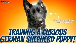 Off-Leash Training a 1-Year-Old German Shepherd | Rainn | OLK9 Ventura