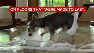 Find Perfect Pet-Friendly Flooring for Your Home | Durable, Easy to Clean, Attractive