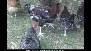Raising Wheaten Marans Chickens, Dark Chocolate Brown Eggs