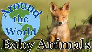 Around the World | Baby ANIMALS @happybimbi