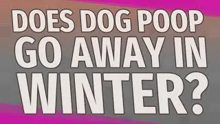 Does dog poop go away in winter?