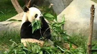 Asian Panda Having Lunch