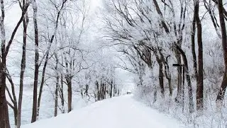Relaxing snowfall - Beautiful magical snow scene #relaxation