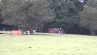 Advanced B Sheep 9 12 14 Run 1
