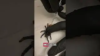 Tarantula Takes a Trip to the Vet