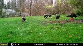 TURKEY  ON CHIPMUNK HILL