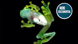 Rana de cristal (mini documental)