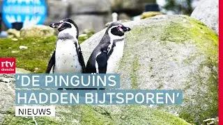 Roofdier slaat toe in pingu&iuml;nverblijf Wildlands & hoe je zelfvoorzienend kan leven | RTV Drenthe