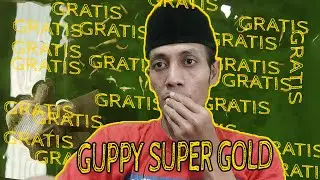 Guppy super gold seharga ratusan ribu, DIBERIKAN GRATIS TIS