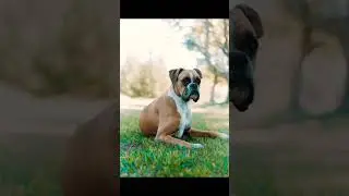 About Boxer dogs🐕❤️🐶#puppy #dogs #boxer
