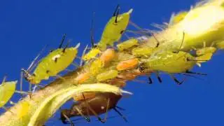Aphid live birth and predation time lapse