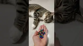 Cat Barsik  🌈🟥 Domino Beads Reverse video Watch the magic unfold #cats #domino #reverse