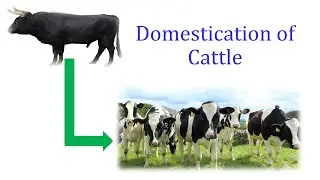 Domestication of Cattle